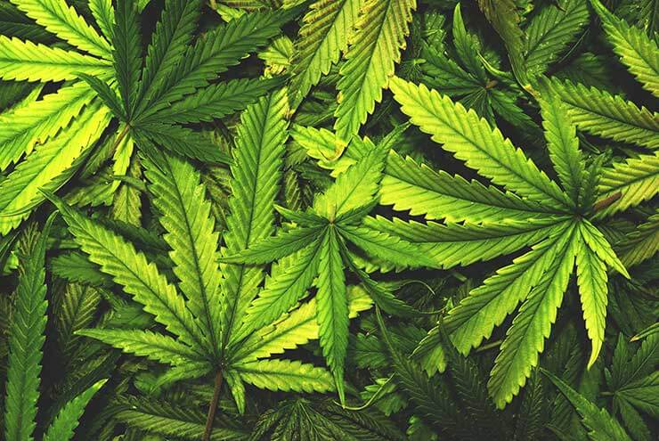 Cannabis Defoliation