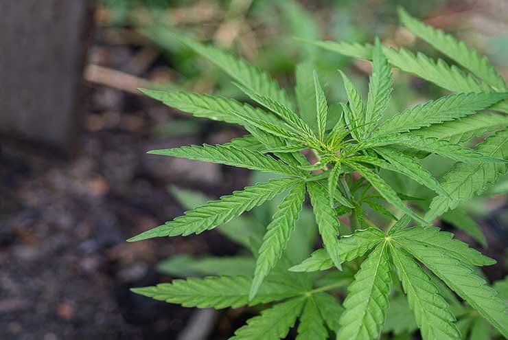 Growing Marijuana Seeds