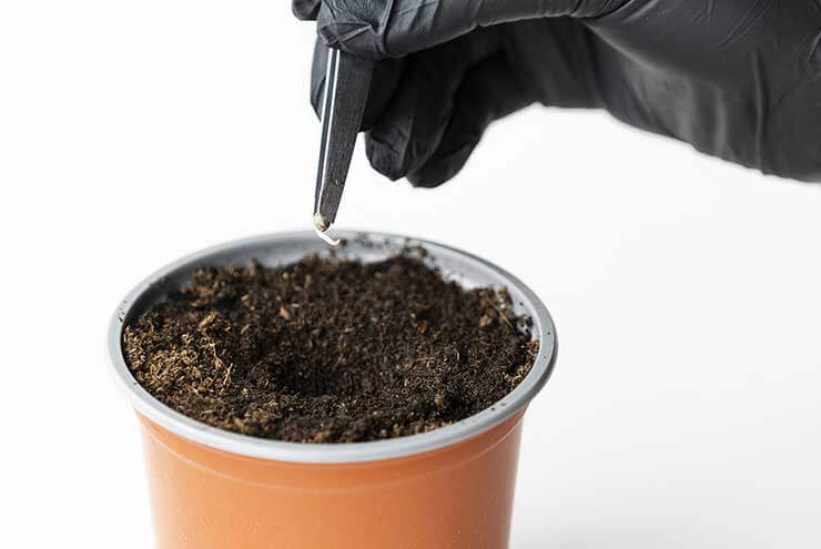 Growing Small Plants 1