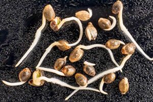 Male and Female Cannabis