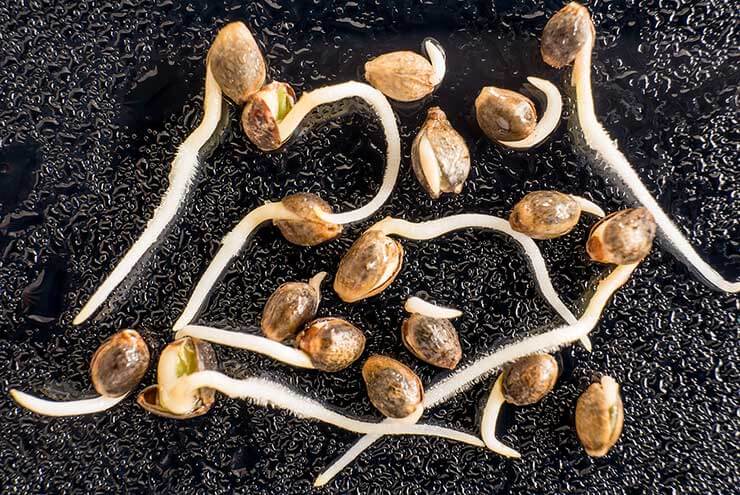 Male and Female Cannabis