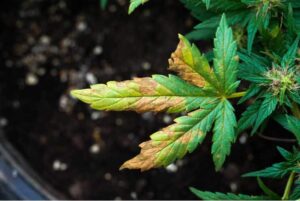 Nutrient Deficiency Problems
