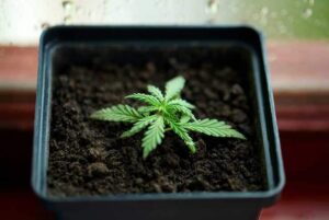 Seedlings to Vegetative Stages