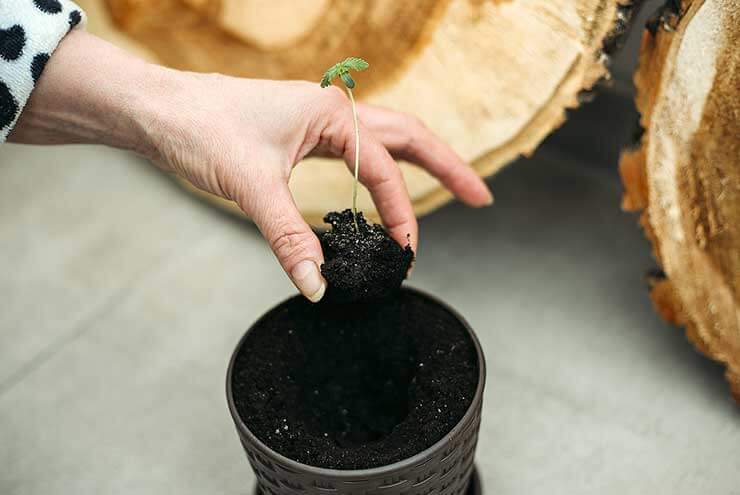 Super Soil 1