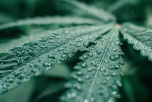 Temperature and Humidity
