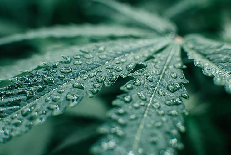 Temperature and Humidity