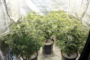bigstock Marijuana Growing Marijuana a 292531888 1