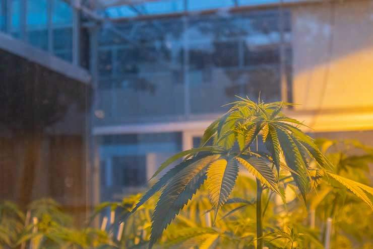greenhouse 1