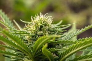 Cannabis Colas