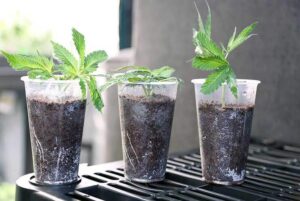 Cannabis Cultivation
