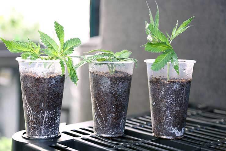 Cannabis Cultivation