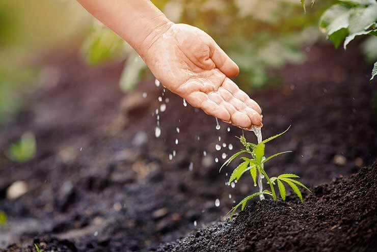 Cannabis Growing Basics 1