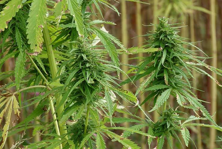Cannabis Plants 1