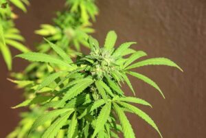 Choosing the Right Phenos