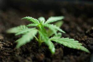 Growing Cannabis Seeds 1