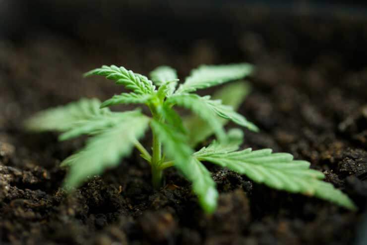 Growing Cannabis Seeds 1