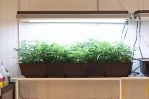 Hydroponics For Cannabis Plants 1