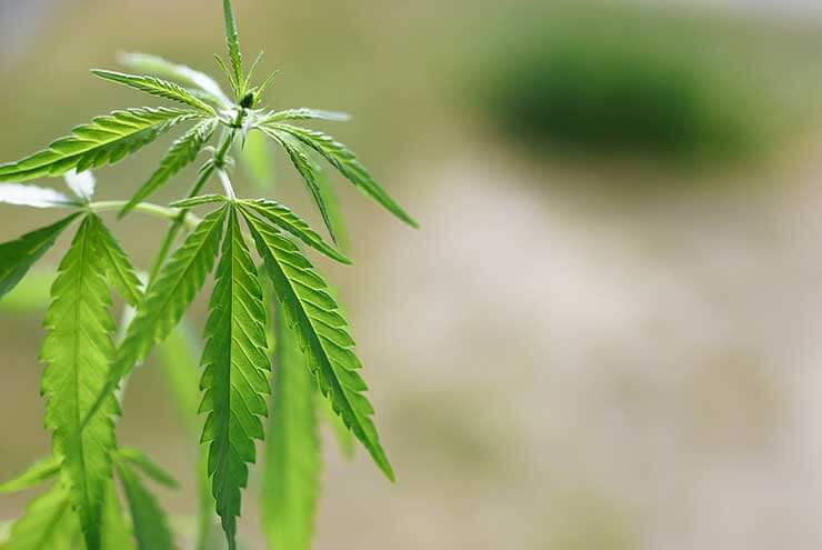 Outdoor Cannabis Growing 1
