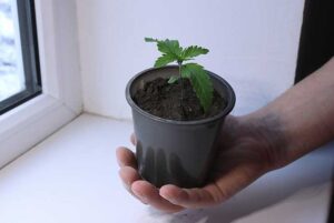 Pot Containers