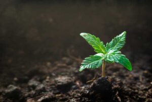 SunWest Genetics Grow Guide 1