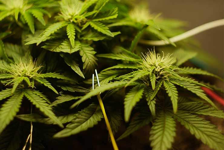 Training Cannabis Plants 1