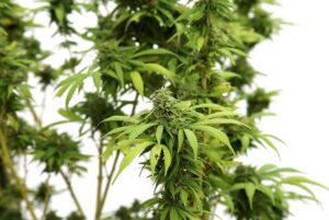 Understanding the Cannabis
