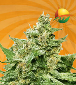 Alien Candy Autoflowering Marijuana Seeds