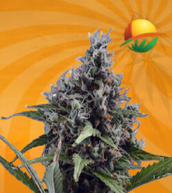 Aloha Autoflowering Marijuana Seeds