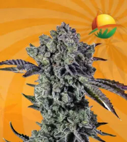 Animal Mint Autoflower Marijuana Seeds