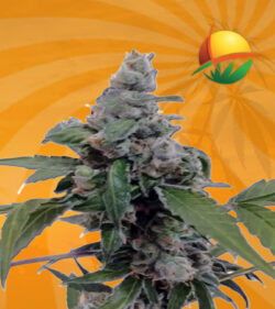 Aurora Autoflowering Marijuana Seeds