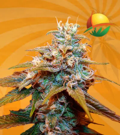 Auto CBDV Indica