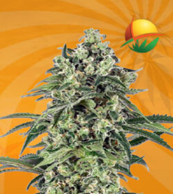 Banana Autoflowering Marijuana Seeds