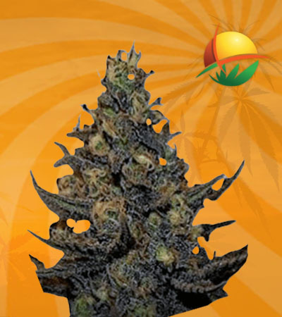 Black Haze Fem