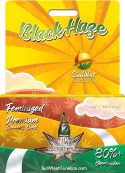 Black Haze Feminized Marijuana Seeds