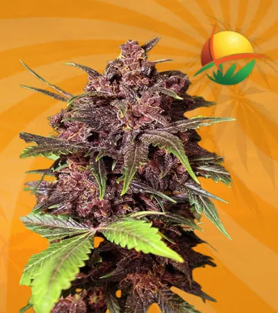 Black Haze Reg