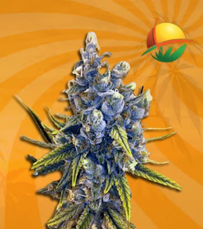Blood Orange Kush fem
