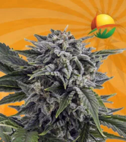 Bubba White Autoflowering Marijuana Seeds