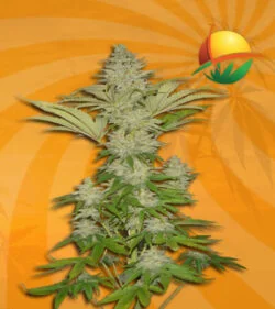 Bubblicious fem