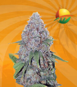 Candy Haze Fem