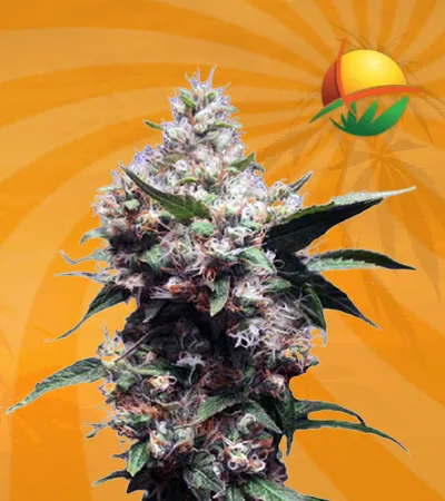 Cherry Blaster Fast Version Marijuana Seeds