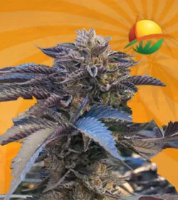 Chocolate Gelato fem 1