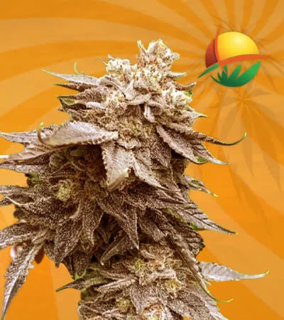 Cola Kush fast