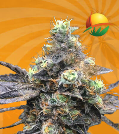 Cookie Dawg Autoflowering Marijuana Seeds 1