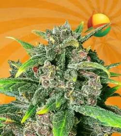 Corona Kush Fast