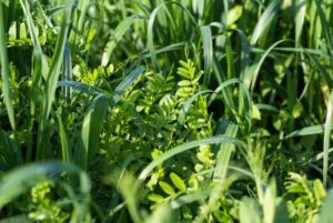 Cover Crops For Marijuana Gardens 1