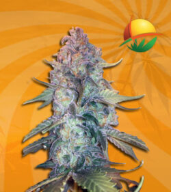 Creamsicle Feminized