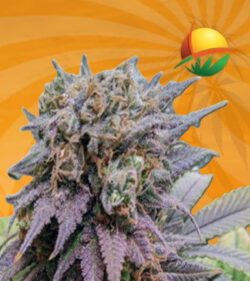 Dragon Fruit Feminized Marijuana Seeds