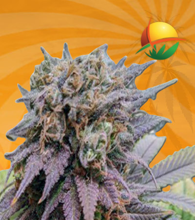 Dragon Fruit Feminized Marijuana Seeds