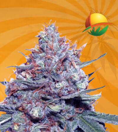 Dwarf King Autoflowering Marijuana Seeds