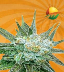 Dwarf King Feminized Marijuana Seeds